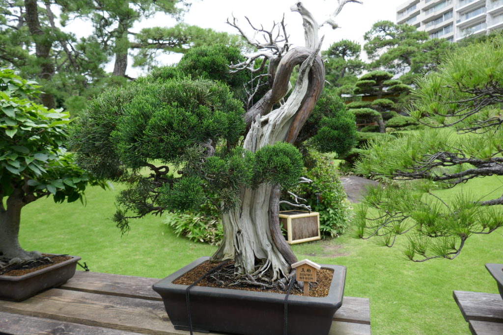 One of the very old bonsai in Happo-en