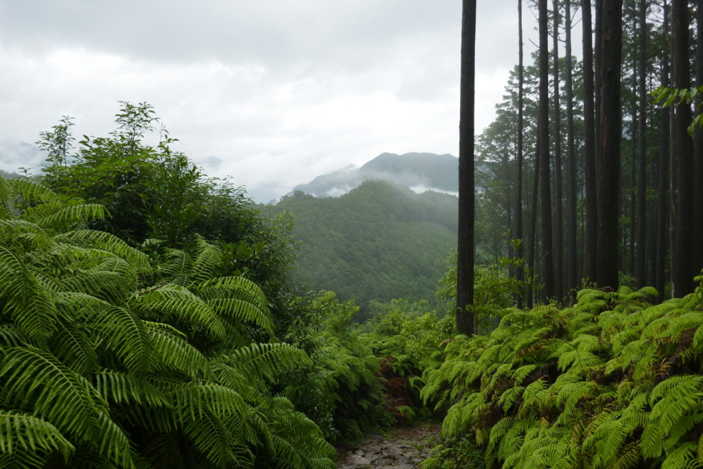 View from the Kumano kodo trail
