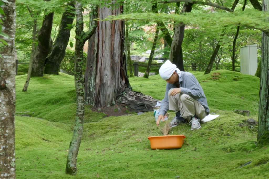 Weeding the moss at Eikando