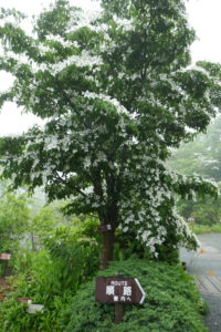 Cornus kousa. Japanese Dogwood near the entrance of the Hakone Botanical Gardens