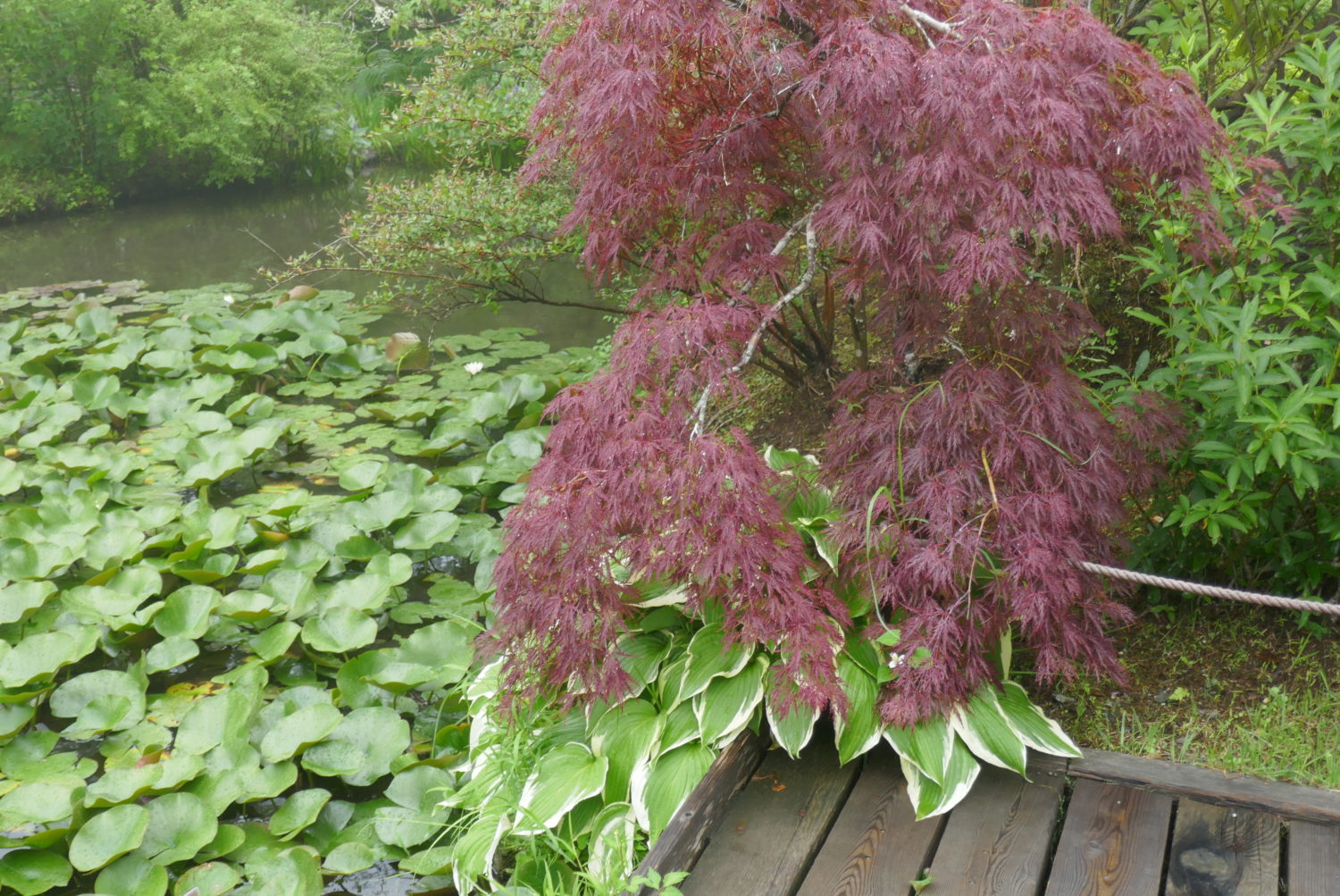 Red weeping maple, variegated Hosta and water lilies