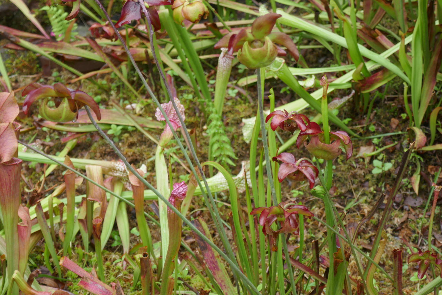 Carniverous plant section in the display garden