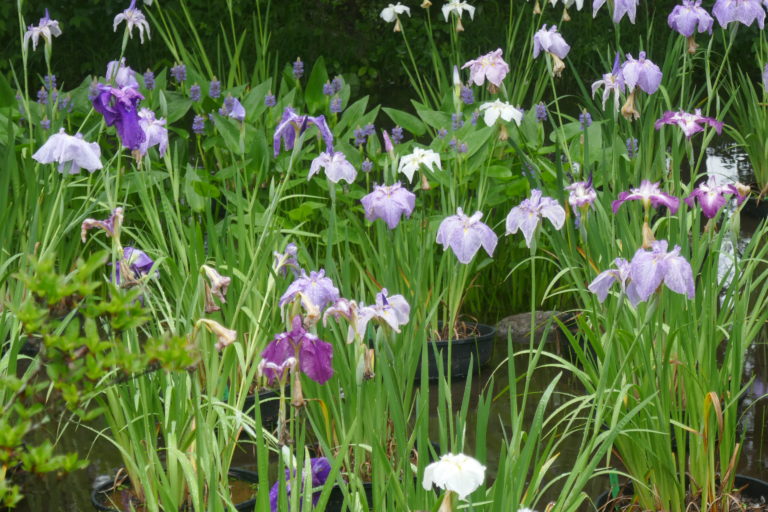 Iris ensata at Hakone