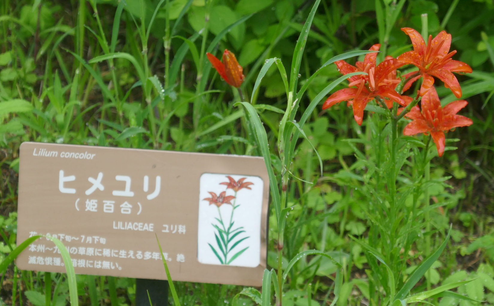 Liliums flowering in the wetland