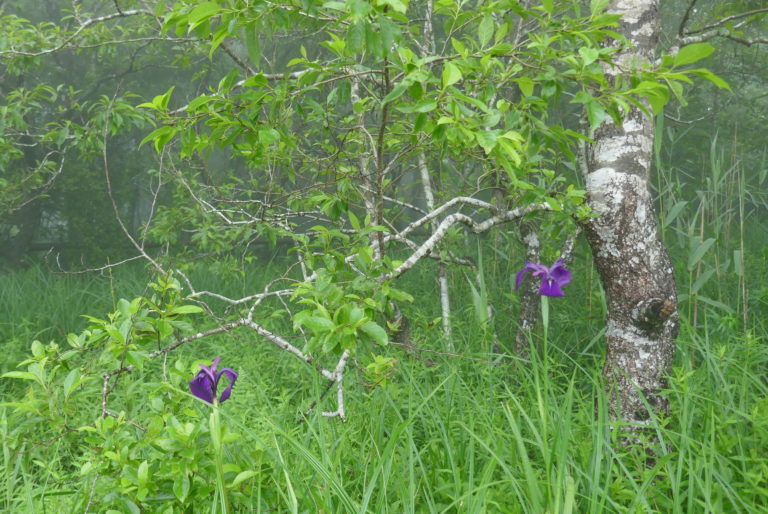 Iris in the Hakone Botanical Garden