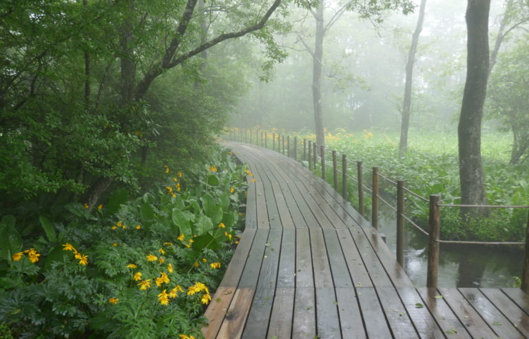 Boardwalk running through Hakone Botanical Garden of Wetlands