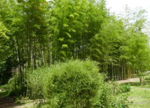 Bamboo-garden