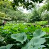 Kyoto Botanical Gardens