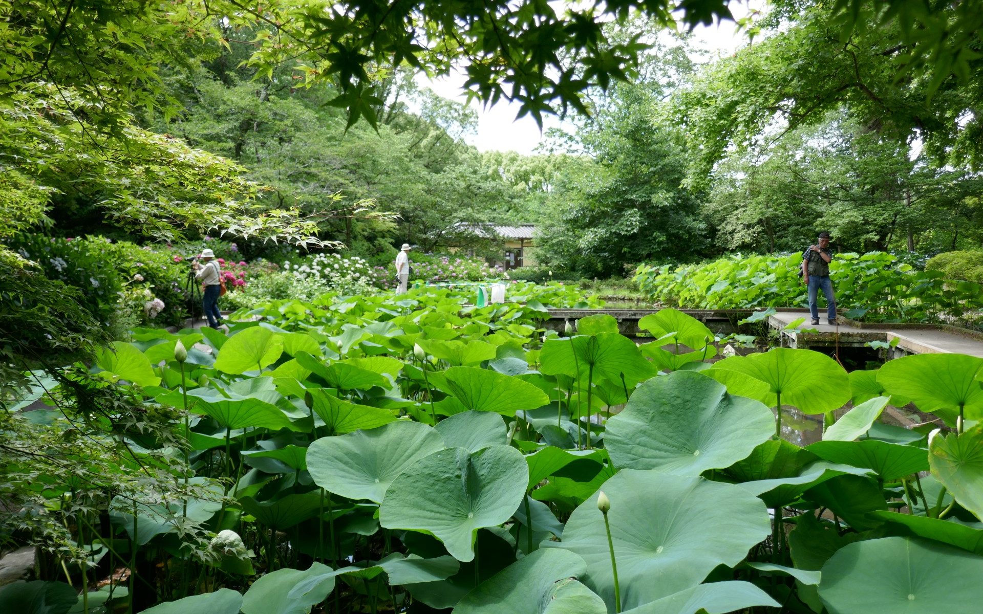 Kyoto-botanical-gardens