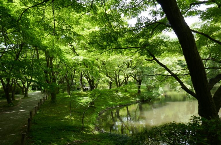 Nakiaragi-no-mori-pond-with-pathway-and-cool-and-shady-in-summer