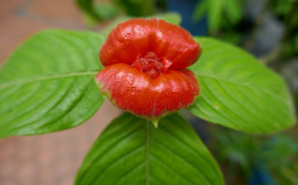kissing-lips plant